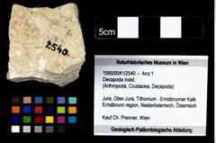 Foto (Objekt + Etikett) von Decapoda indet.  (NHMW-GEO-1990-0041-2540)